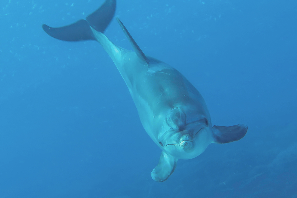 A bottlenose dolphin is found to have died from a particularly pathogenic form of the bird flu virus.