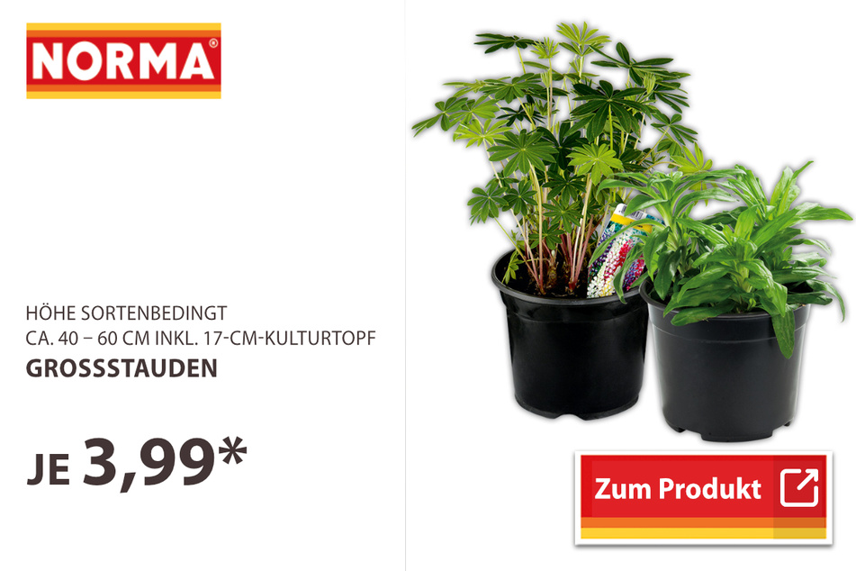 Großstauden