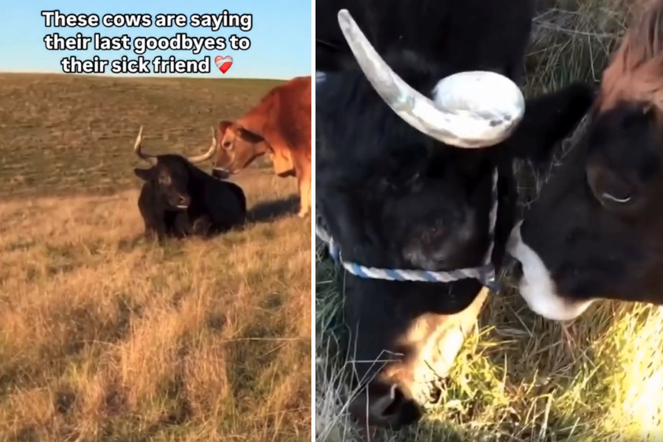 Emotional cows say final goodbye to their dying friend