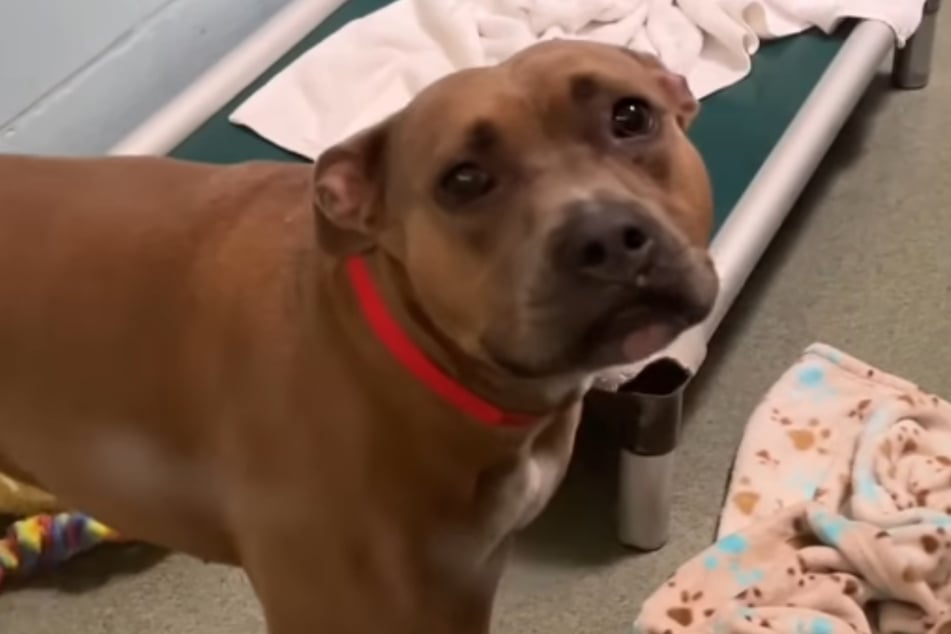 Maddie určitě už nebude trávit v útulku více než 400 dní.