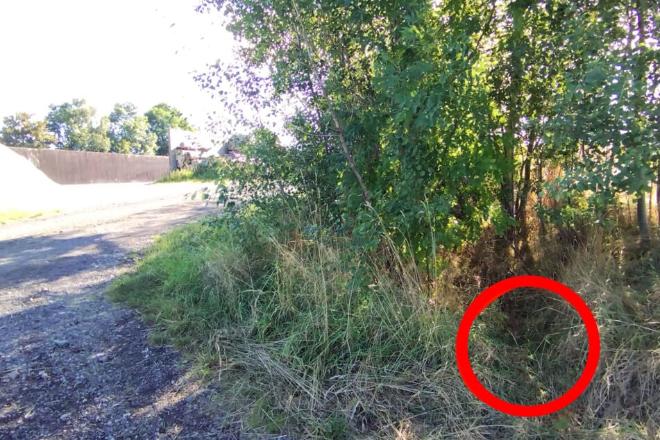 In diesem Gebüsch hatten Unbekannte die Katzenkinder völlig hilflos ausgesetzt.
