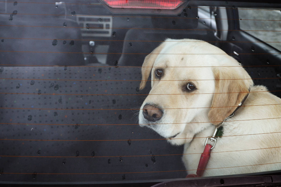 Für anderthalb Stunden hatten das Paar seine beiden Hunde im vollkommen überhitzten Auto zurückgelassen. (Symbolbild)