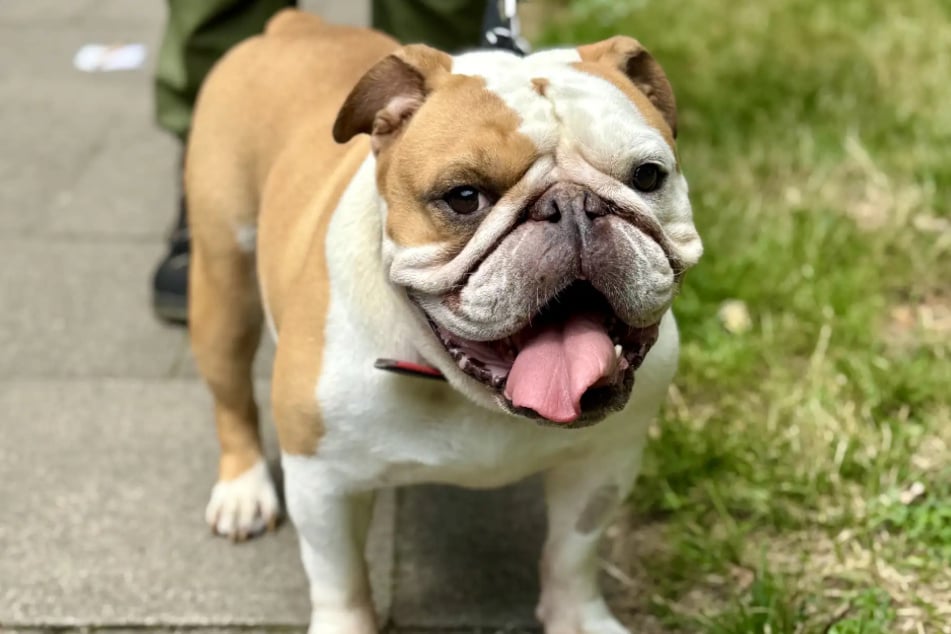 Die Englische Bulldogge Biene aus dem Hamburger Tierheim sucht nach einem liebevollen Zuhause.
