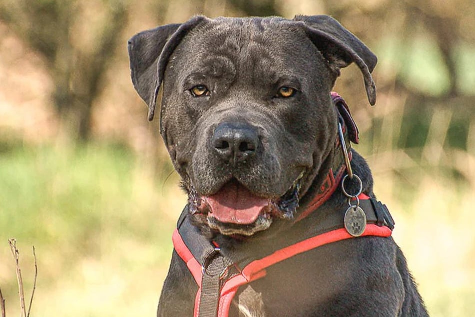 Otto sucht sein hoffentlich letztes neues Zuhause.