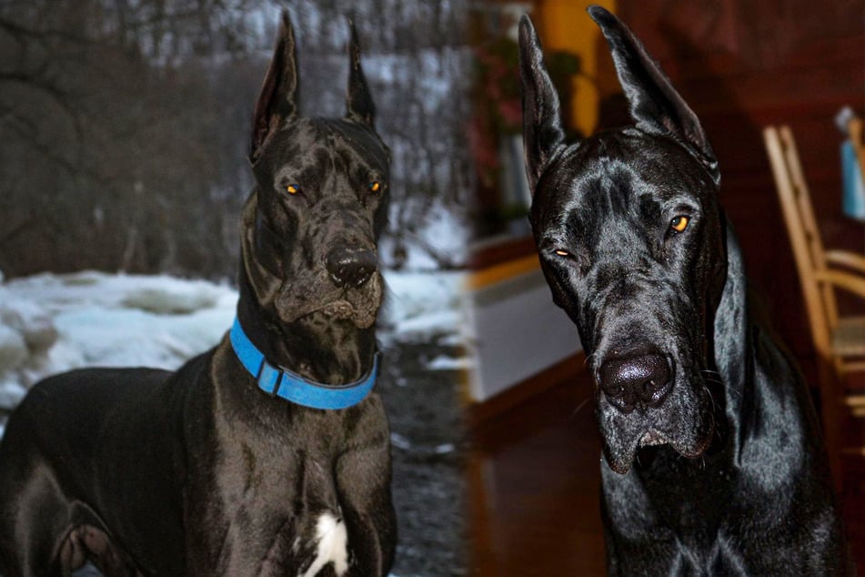 Meet Enzo the Dark Knight, ahem, Great Dane (collage).