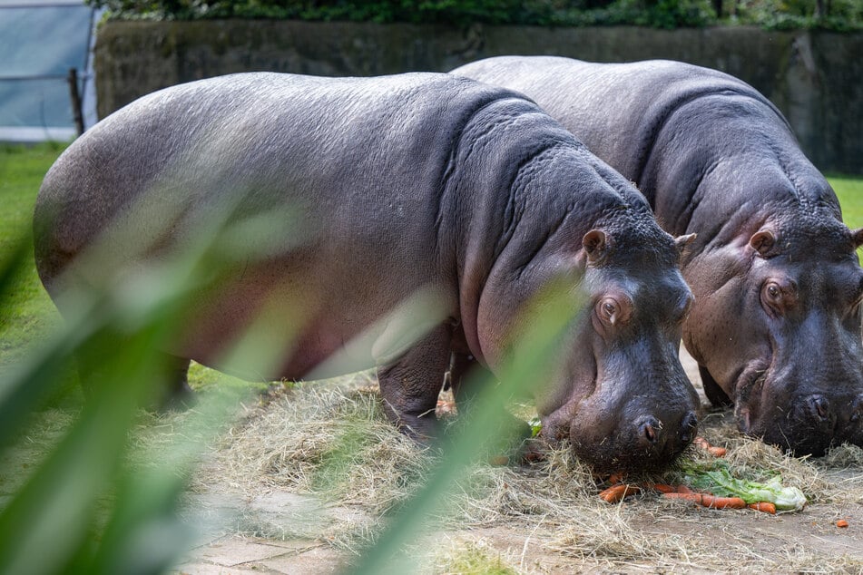 Nicoles Tochter Nala lebe noch immer im Berliner Zoo.