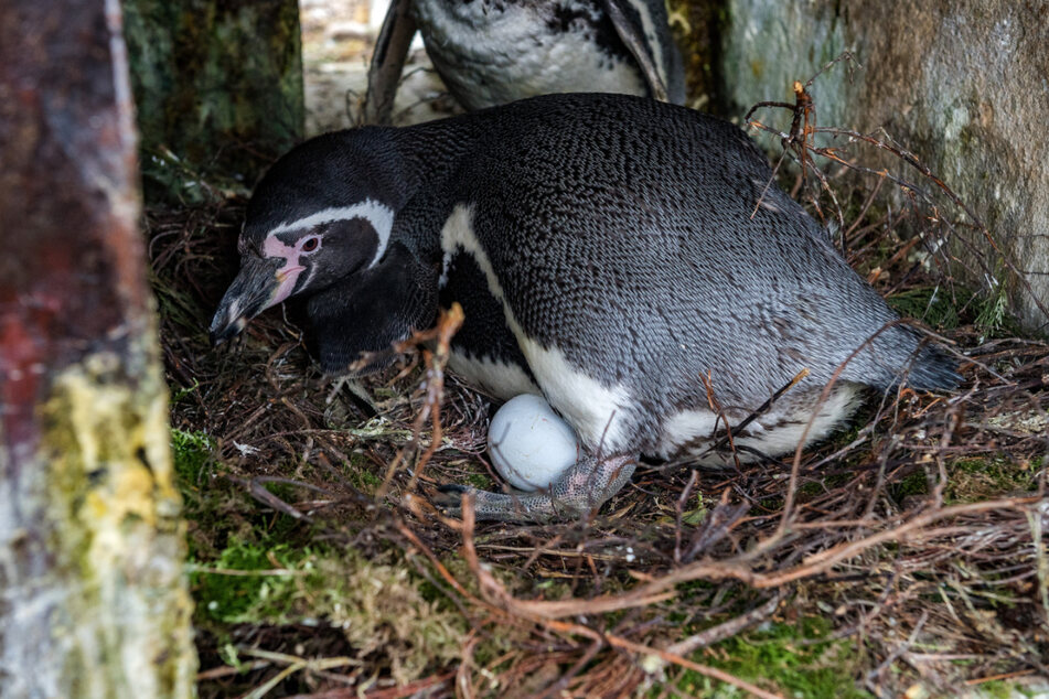 Bonnie auf dem frisch gelegten, ersten Pinguin-Ei des Jahres. "Heute Morgen war sie ganz aufgeregt", erzählt Tierpflegerin Kunath.