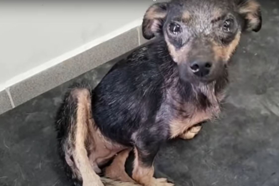 Abandoned pup makes amazing comeback after shelter's rescue operation
