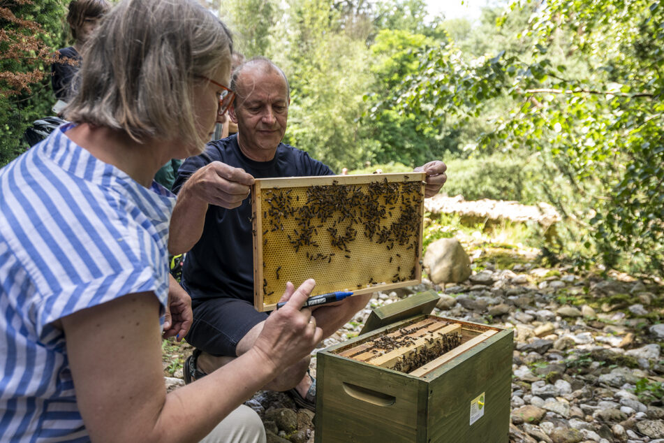 Imker Falko Heinrich (63) öffnet den Bienenstock, Sabine Petri (57) markiert neun Drohnen für den Wettflug.