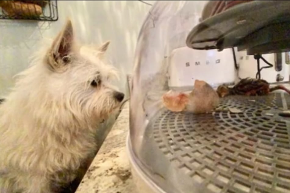 Stella watched over the egg as it hatched.