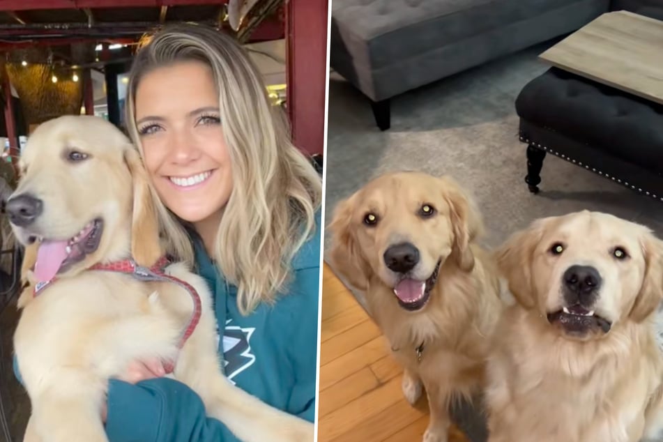 Die Golden Retriever Bentley und Beau leben mit ihrem Frauchen in Florida.