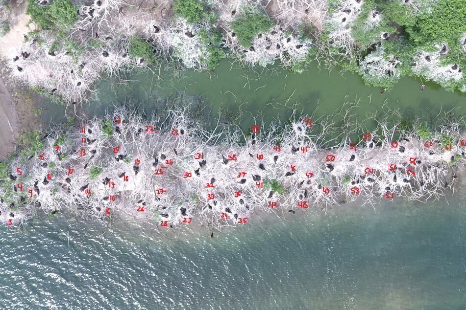 Die größte Kormorankolonie Sachsens brütet im Naturschutzgebiet Werbeliner See. Allein auf diesen kleinen Schüttrippen im Hauptteil der Kolonie sind 63 Nester zu finden.