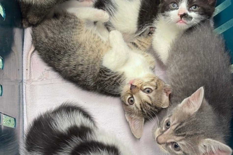 Bei Minusgraden zu Weihnachten: Elf Katzen in Karton ausgesetzt