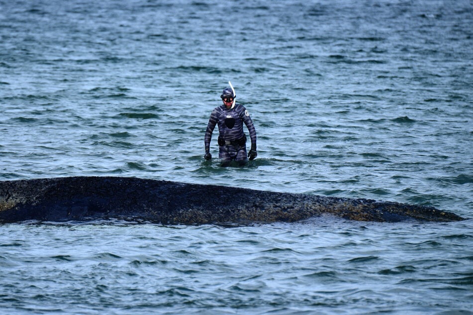 Robert Marc Lehmann (43) geriet durch die Beteiligung an der Rettung des Wals in den Fokus. Auf Instagram ist er plötzlich verschwunden.