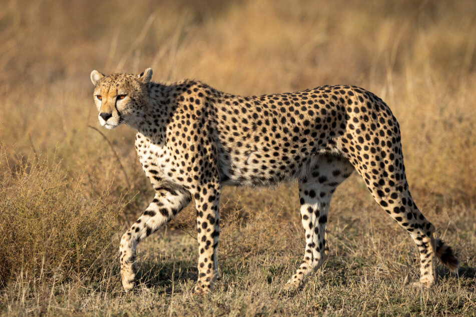 Zum Rennen gebaut: Der Gepard kann seine Krallen nicht einziehen, die wie Spikes in den Boden greifen.