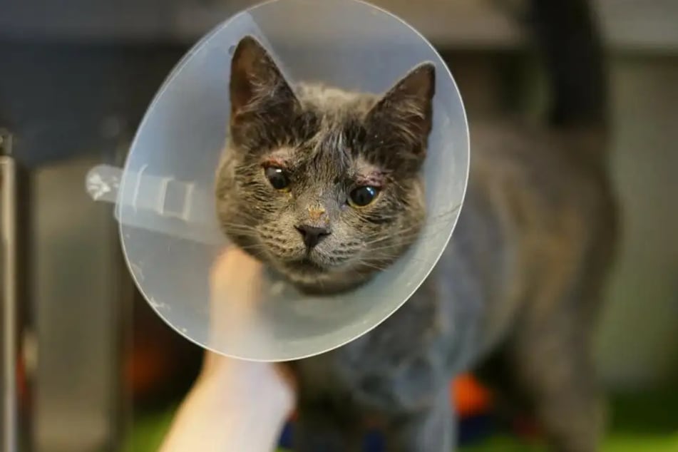 Fiji musste sich einer kleineren Operation unterziehen und muss bis zur vollständigen Genesung im Tierheim bleiben.