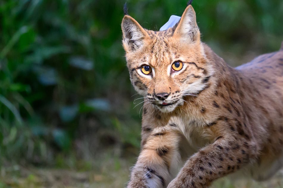 Organe von Nachwuchs fehlgebildet: Tierarzt muss junges Luchs-Leben beenden