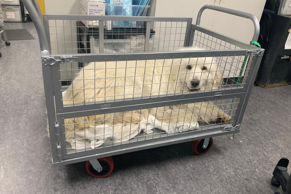 Doug wollte im Tierheim zunächst auf keinen Fall den Boden berühren, kam schließlich in einen Transportwagen.