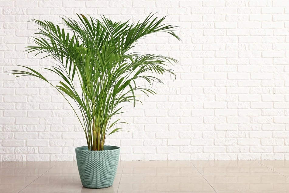 Die Areca-Palme ist sehr dekorativ und für Katzenhaushalter geeignet.