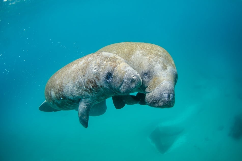 Manatees may have migrated to Florida in search of warmer, blue waters.