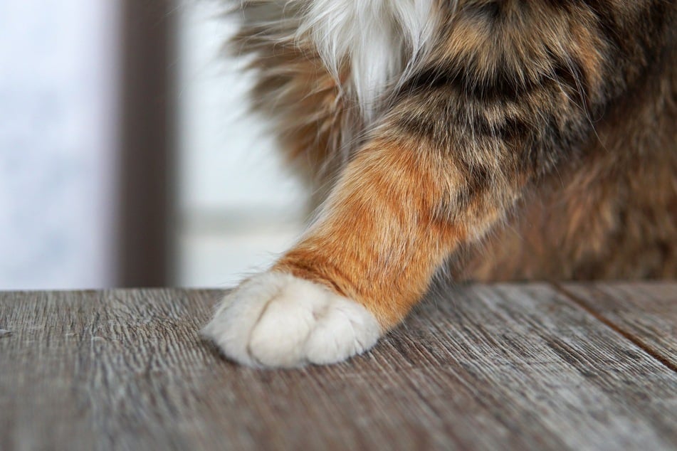 Cats with white paws find it harder to camouflage, but easier to woo a human.