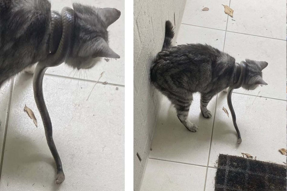 Cat caught in terrifying encounter with venomous snake!