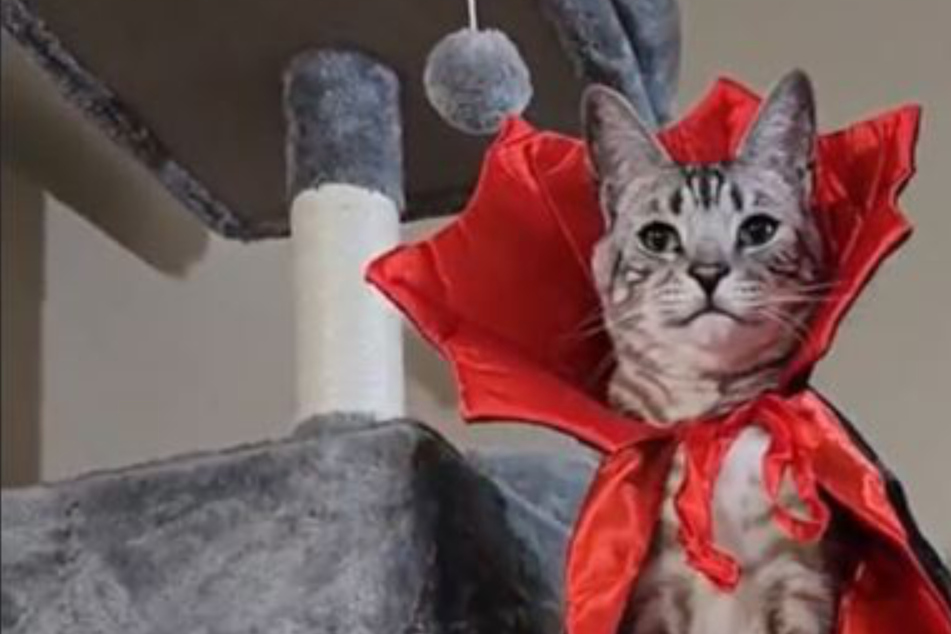 Frau will Katze Halloween-Kostüm ausziehen: Was dann passiert, lässt Herzen hüpfen