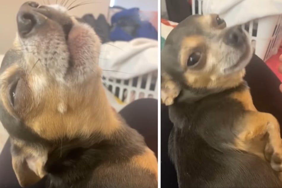 Talentierter Chihuahua täuscht Verletzungen vor, um gestreichelt zu werden