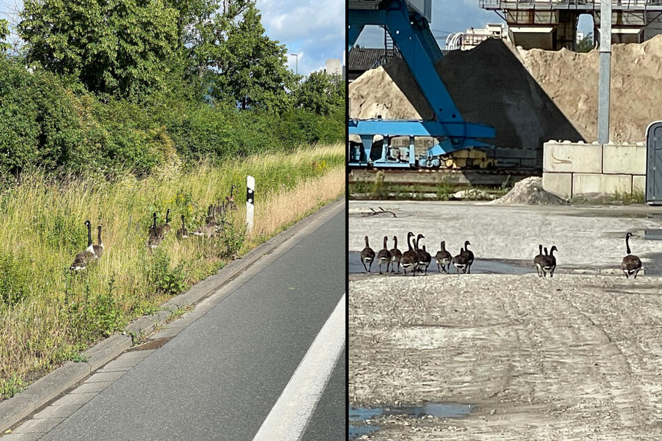 Autofahrer sind auf die Gänsefamilie aufmerksam geworden und haben die Feuerwehr gerufen. (Fotomontage)