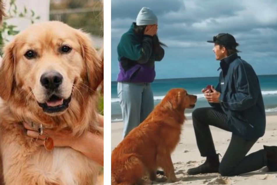 Hochzeitsantrag rührt Millionen: Wie hat dieser Golden Retriever das nur geschafft?
