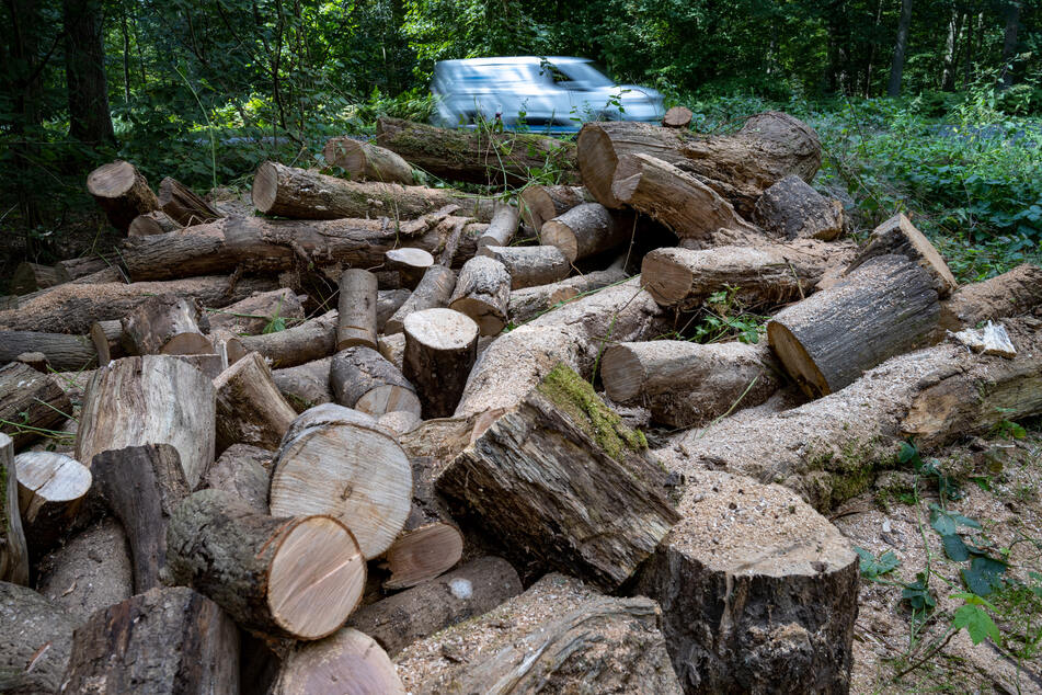 Folgen der hohen Energiepreise: Diebstahl von Holz nimmt in Thüringen zu