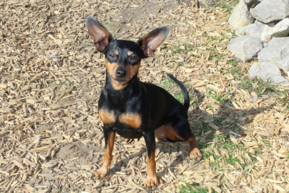 Pinscher Emma.