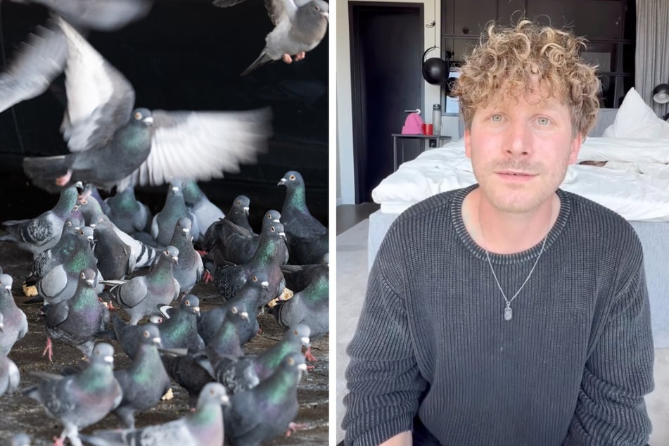 Malte Zierden (32) teilt auf Instagram regelmäßig Inhalte zum Thema Tierschutz. Jetzt meldete sich die Staatsanwaltschaft. (Symbolbild und Screenshot)