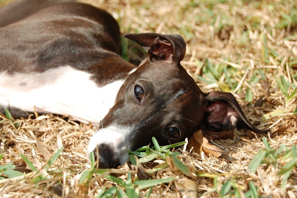 A pet Italian greyhound has become the first recorded case of human-to-animal monkeypox transmission (stock image).