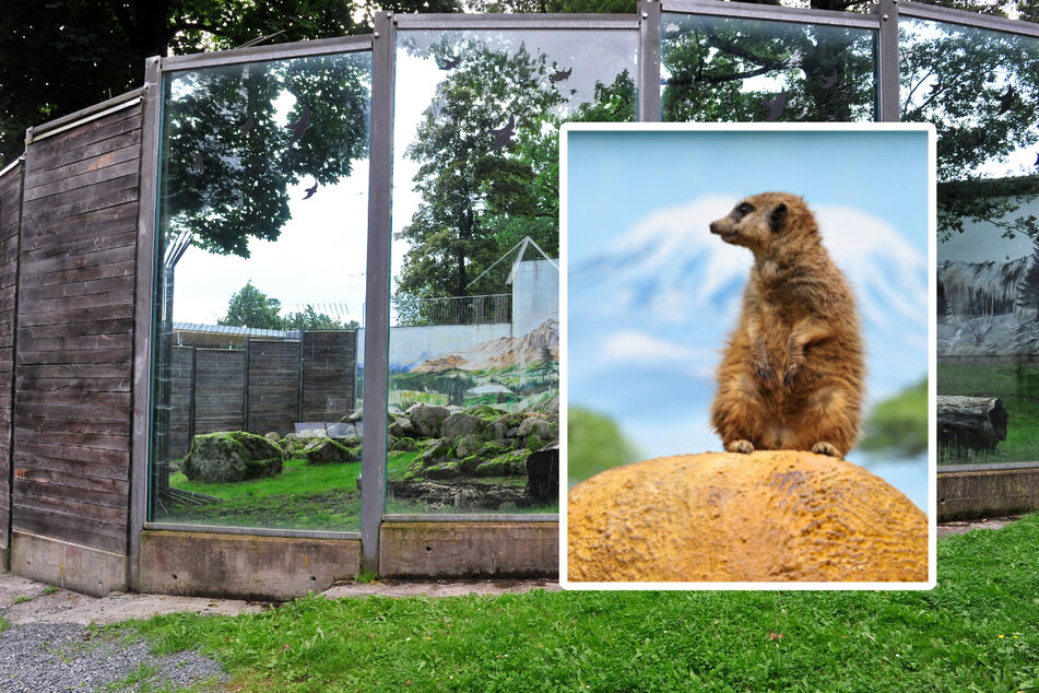 Tierpark Klingenthal: Wo einst Grizzlys hausten, ist Platz für neue Räuber