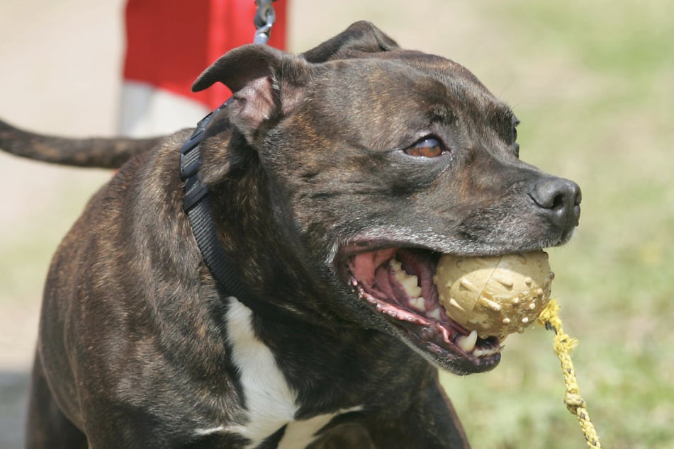 Polizei will Hundewelpen retten, als plötzlich ein Staffordshire-Bullterrier angreift