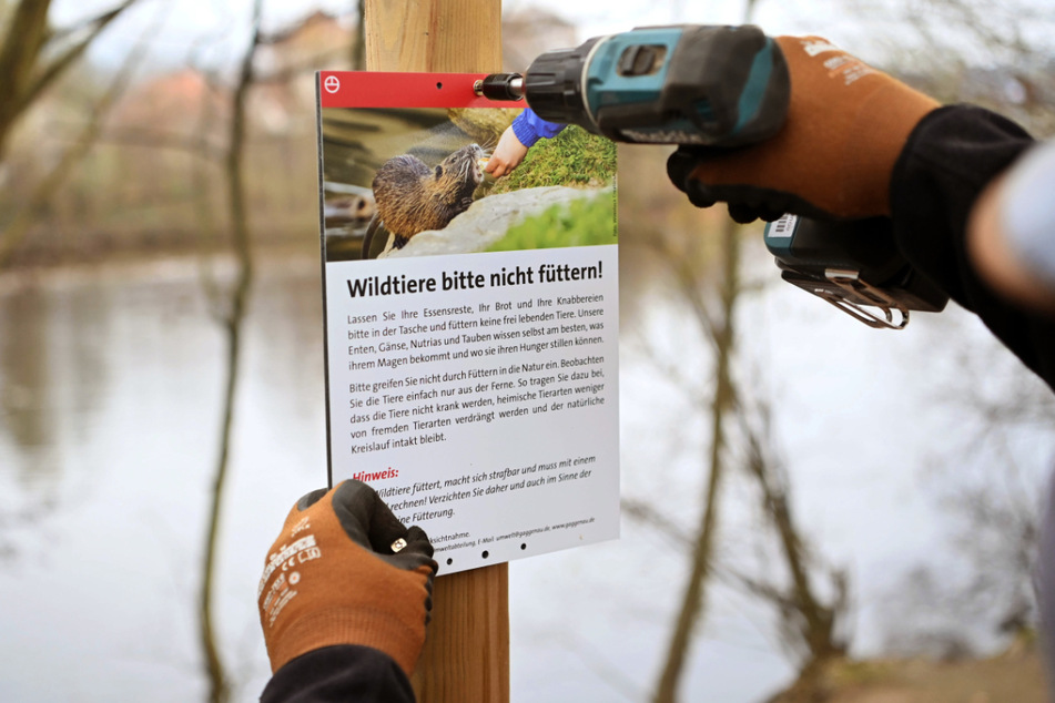Gaggenau: An der Murg wird ein Schild angebracht auf dem ein Nutria abgebildet ist, mit der Bitte die Wildtiere nicht zu füttern.
