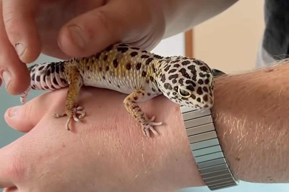 Gecko-Dame Dotty ist nun Teil der Familie.
