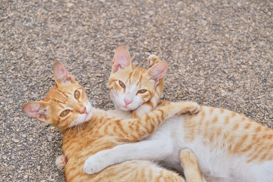 Nicht alle Katzen vertragen sich, das hängt von ihrem Charakter ab.