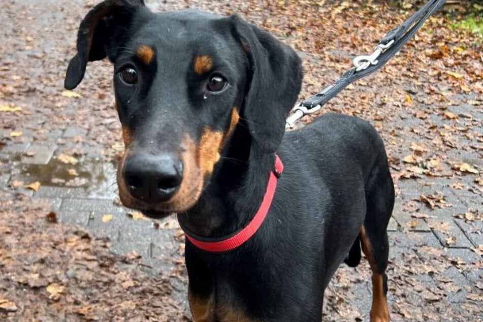 Sally wurde ausgesetzt und wartet nun im Tierheim Köln-Dellbrück auf ihr neues Zuhause.