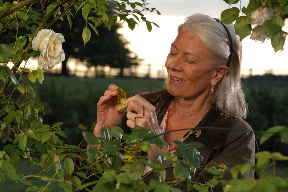 Vanessa Redgrave (86) spielt die Hauptrolle in Rosamunde Pilchers "Die Muschelsucher".