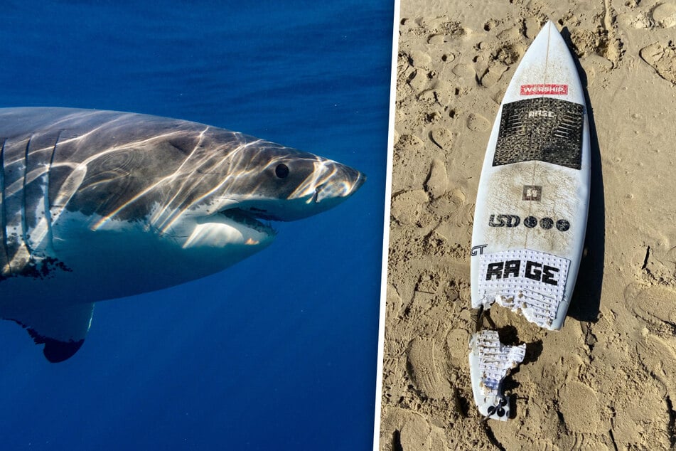 Nach Hai-Angriff an beliebtem Strand: Bein von Surfer angespült!