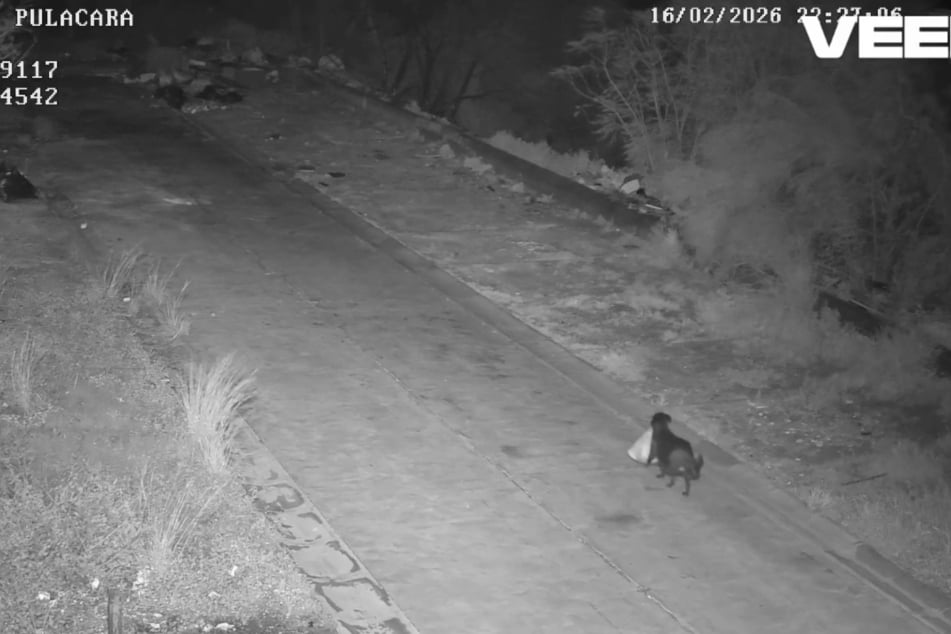Eine Überwachungskamera hat einen Hund dabei aufgenommen, wie er Müllsäcke illegal entsorgt.
