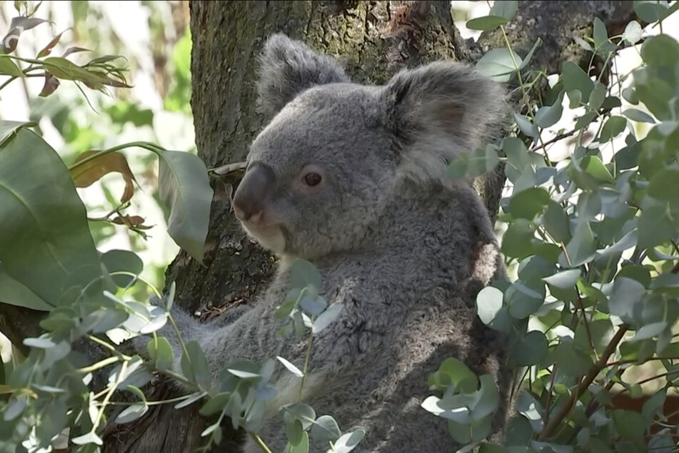 Koala-Dame "Mandie" versucht bei allen Bewegungen, ihren Beutel zu entlasten.
