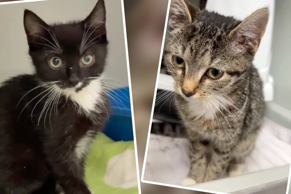 Unter anderem diese beiden Katzen fanden zuletzt den Weg in die Instagram-Story des Tierheims.