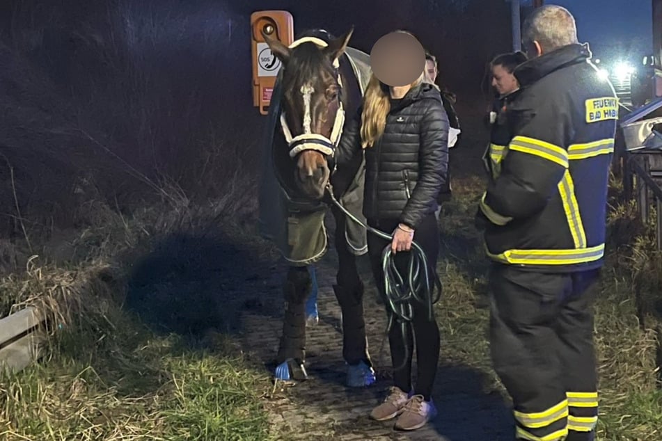 Schock für Besitzerin: Pferd randaliert in Anhänger, dann wird's lebensgefährlich