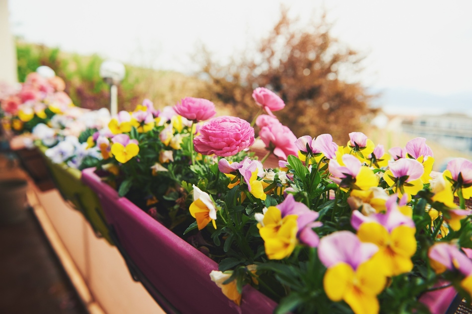 Balkonblumen erfreuen die Seele und blühen so auch im Herzen.