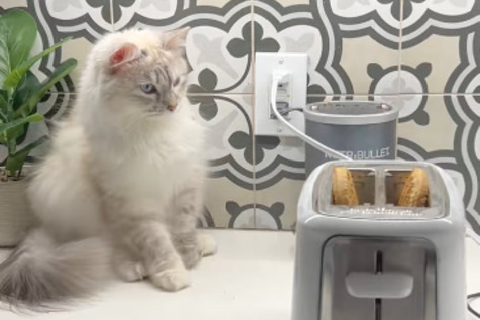 Toaster sind Katze Freya nicht geheuer.