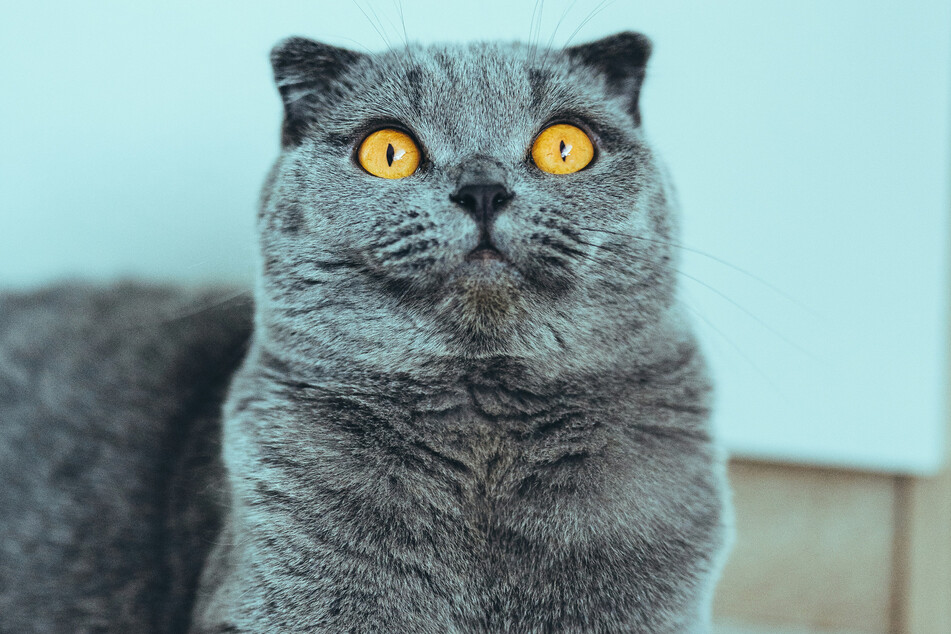 This stunned specimen is one of the cutest flat-faced cats in the world.