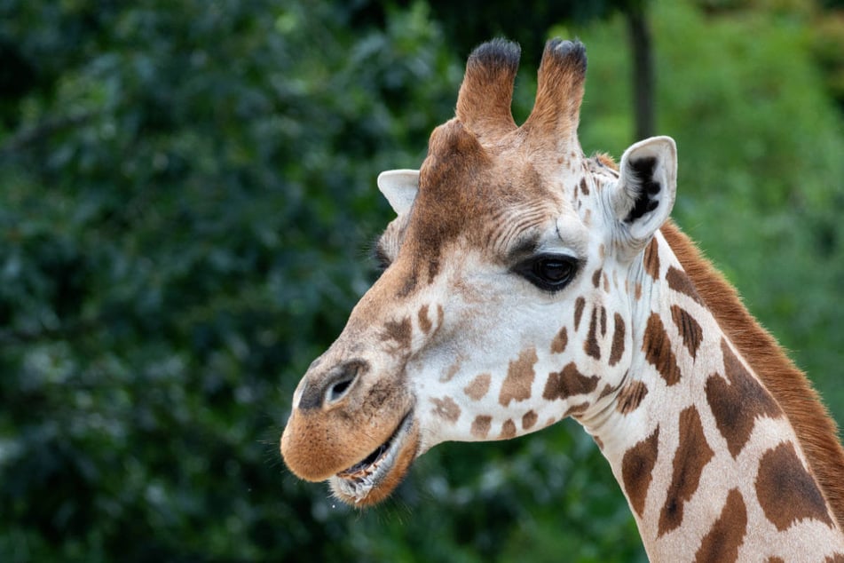 Völlig unerwartet ist der erst drei Jahre Giraffenbulle im Neunkircher Zoo gestorben. Die Todesursache wird jetzt in Gießen untersucht.
